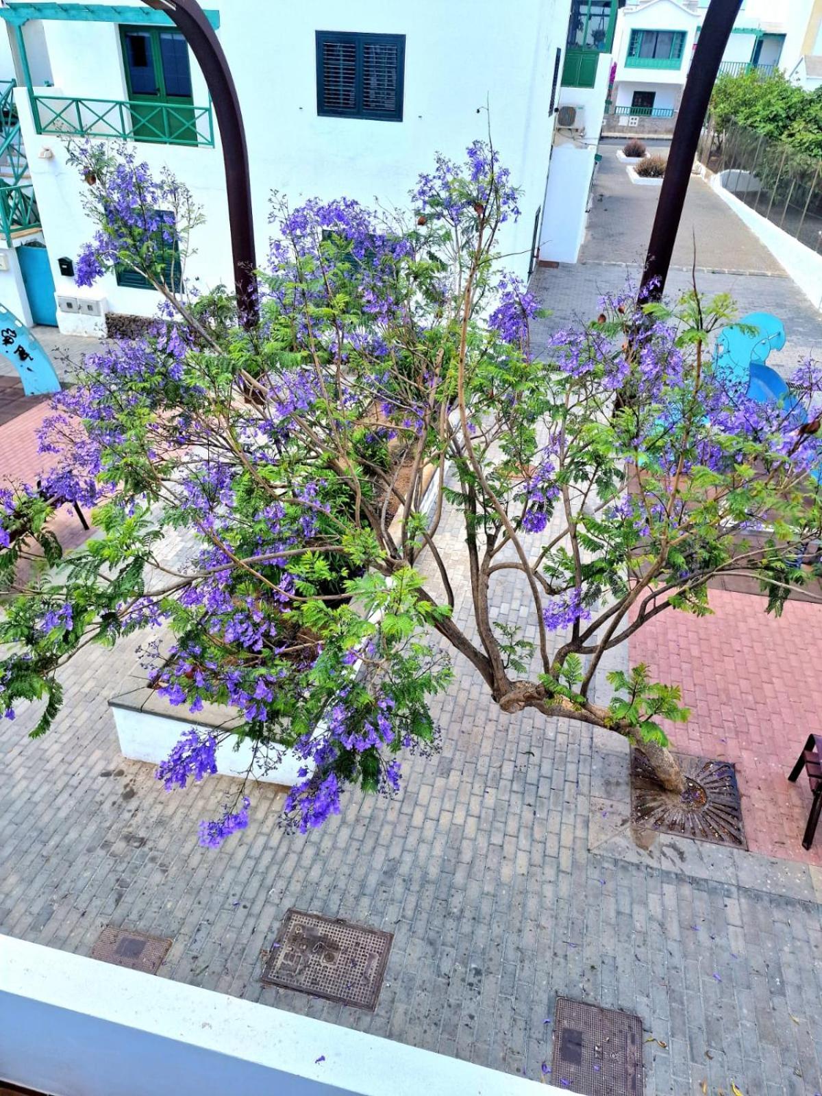 Apartamento Margarita Πλάγια Μπλάνκα Εξωτερικό φωτογραφία